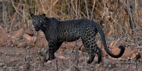 leopardo preto-1